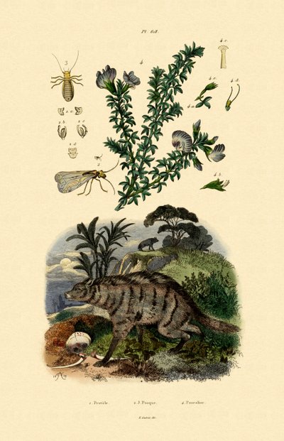 Aardwolf，1833-39 作者 法语学校